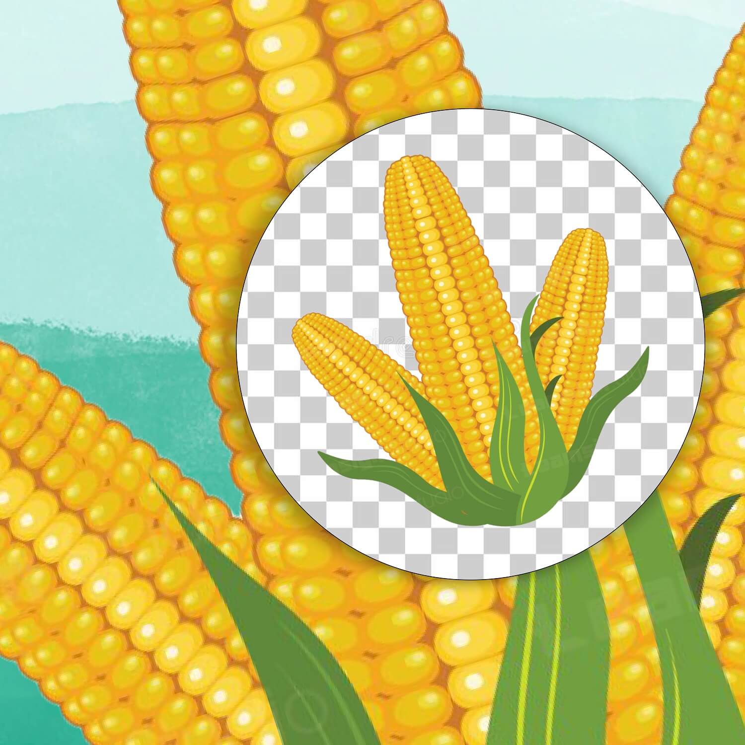 Vector illustration - realistic corns on a transparent background.