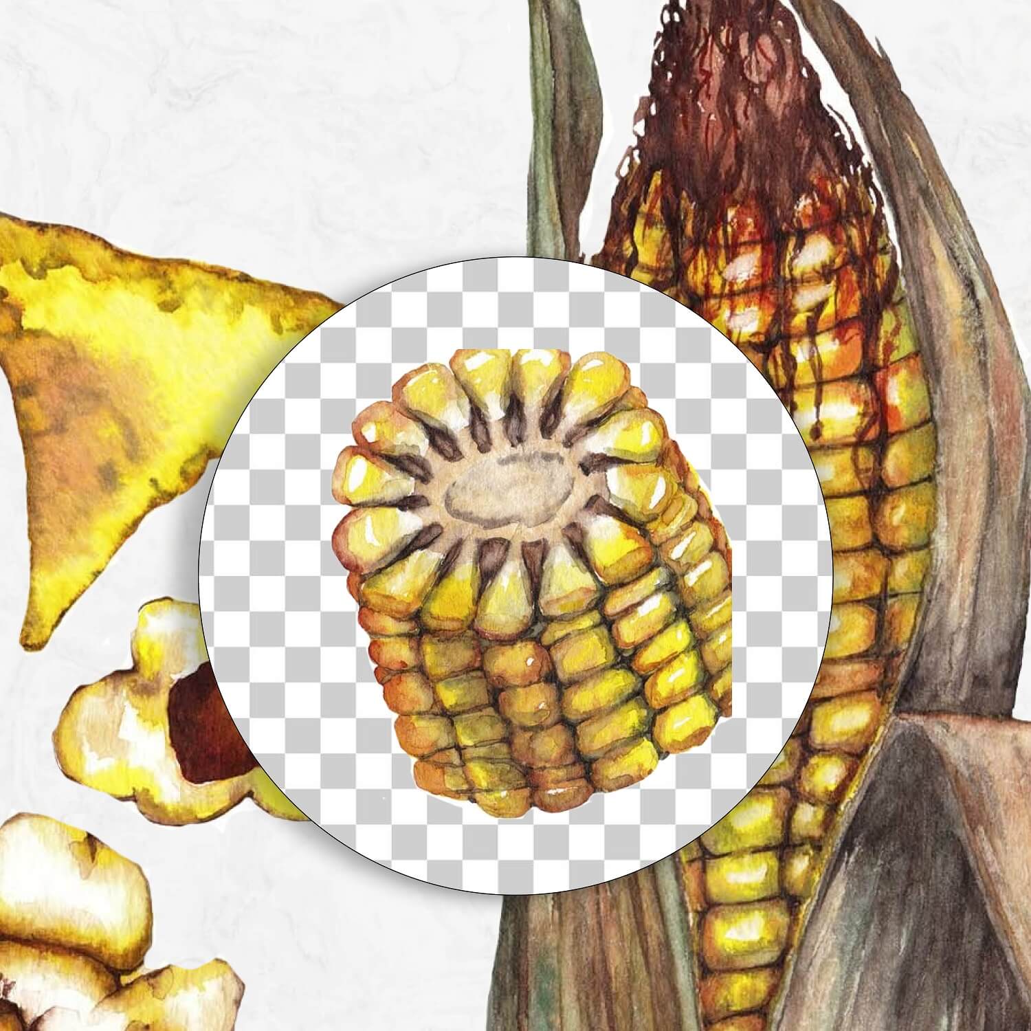 Image of corn on a transparent background.