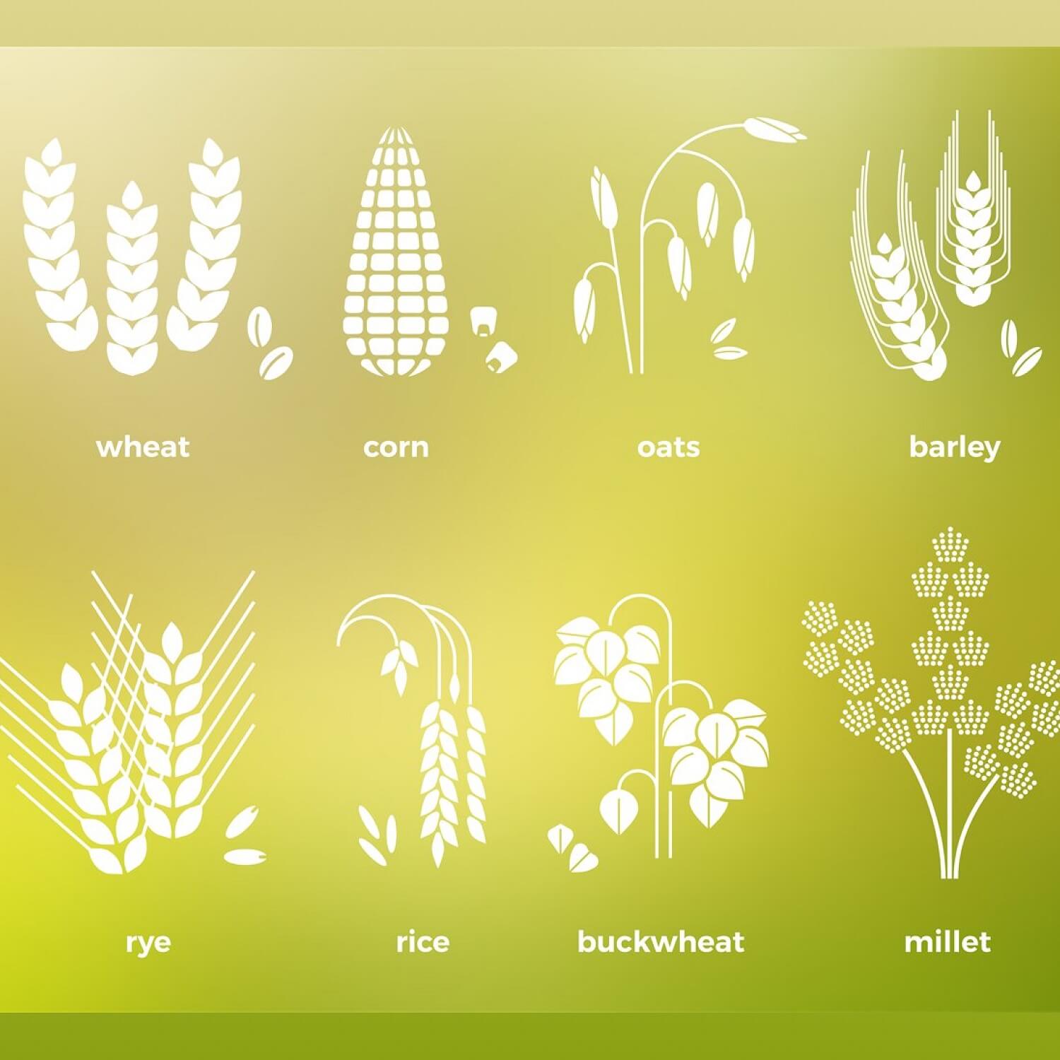 Wheat, corn, oats, barley, rye, rice, buckwheat and millet on the green background.