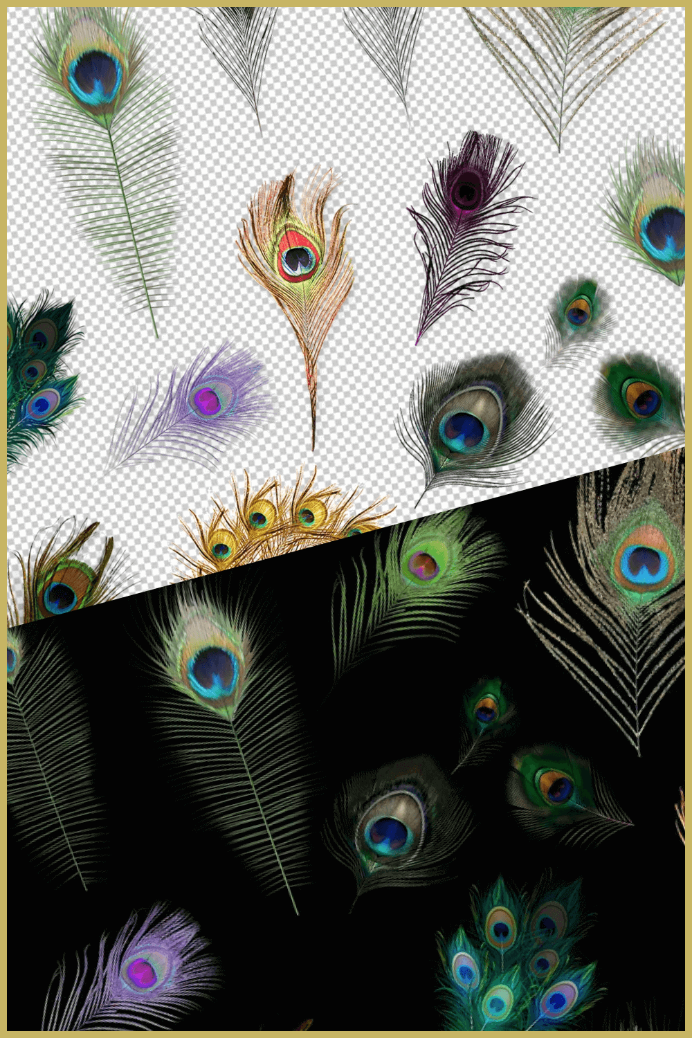 Group of different colored feathers on a black and white background.