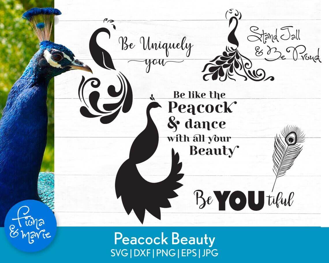 Peacock with a quote on it.