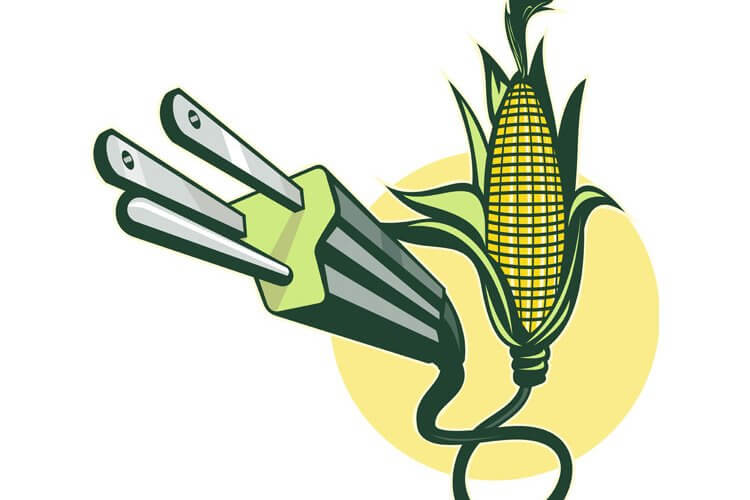 Yellow corn with green leaves generates electricity on a white background.