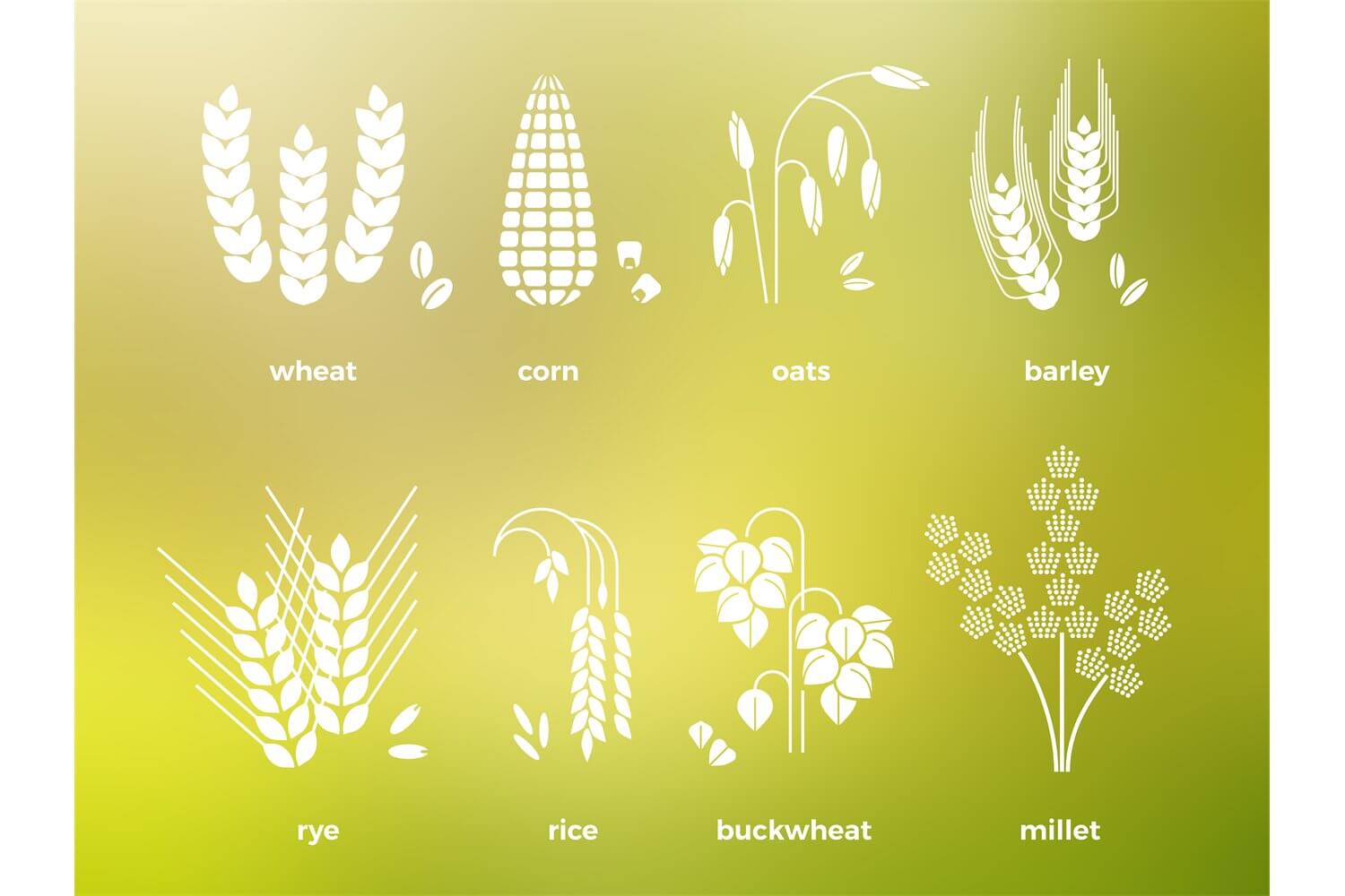Cereal crops on a background from yellow to green.