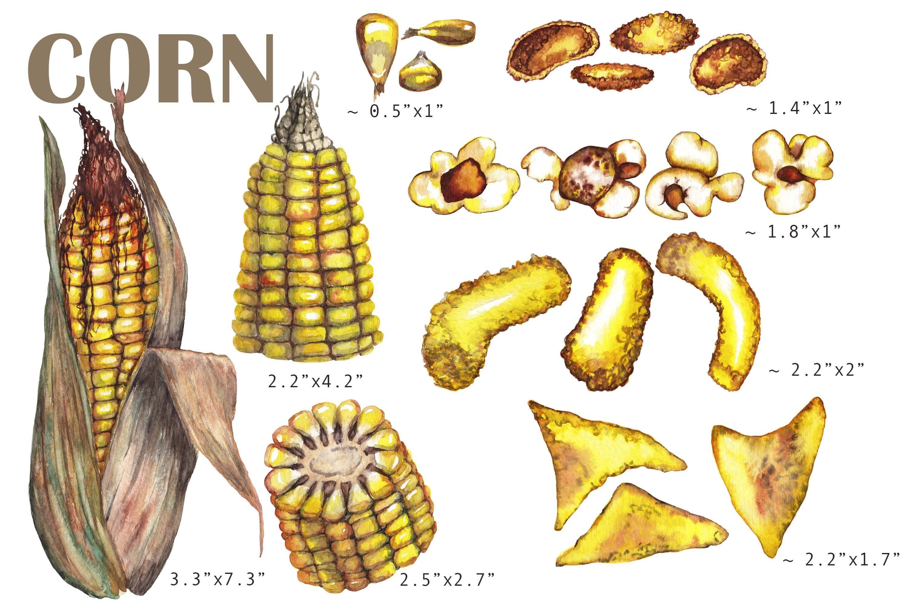 Corn start, corn chips, popcorn and popcorn lettering.