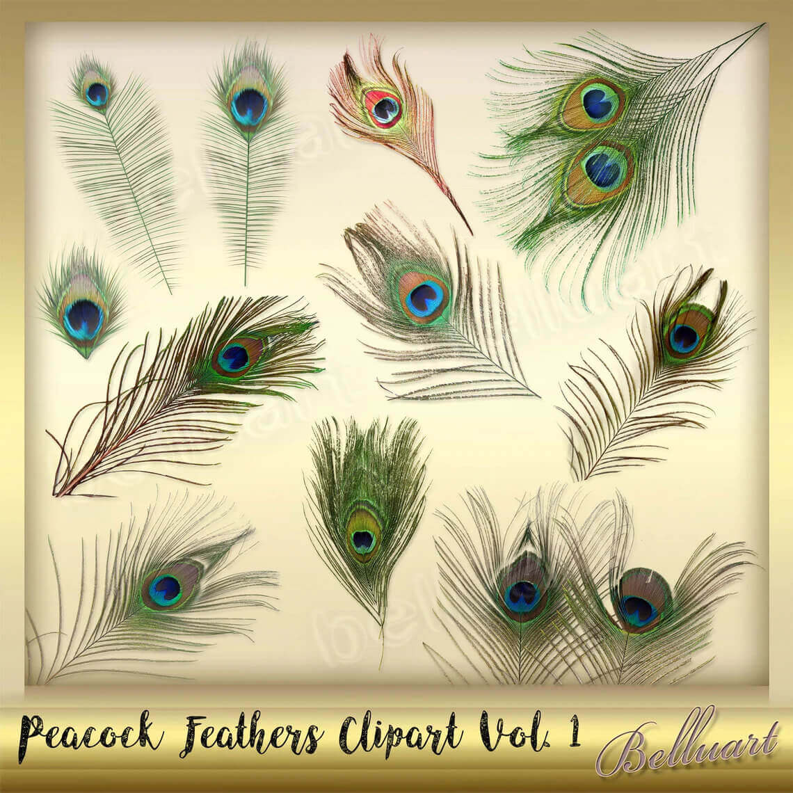 Peacock feathers clipart vol 1 collection.