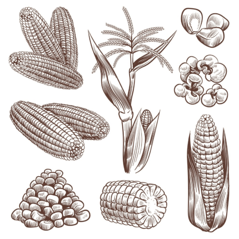 Vintage corn with many grains.