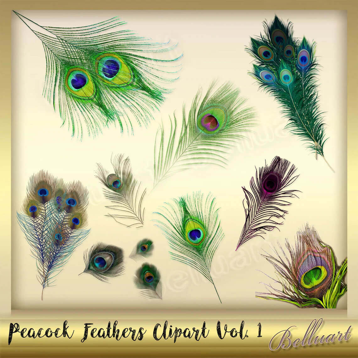 Picture of peacock feathers clipart vol 1.