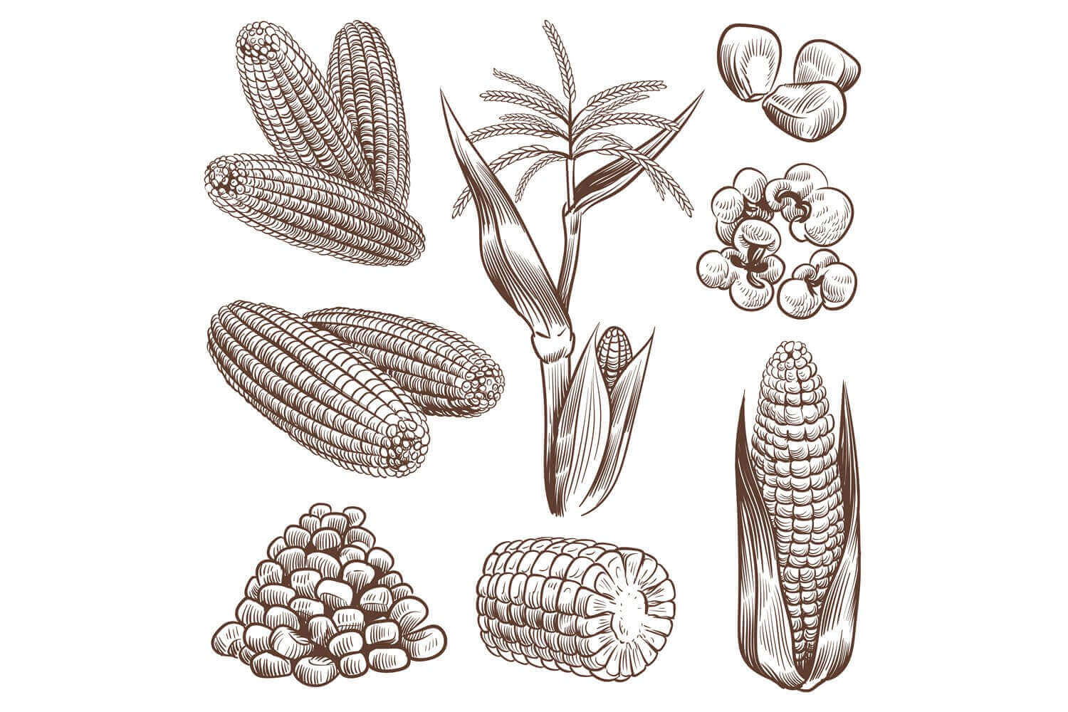 corn on the cob drawing