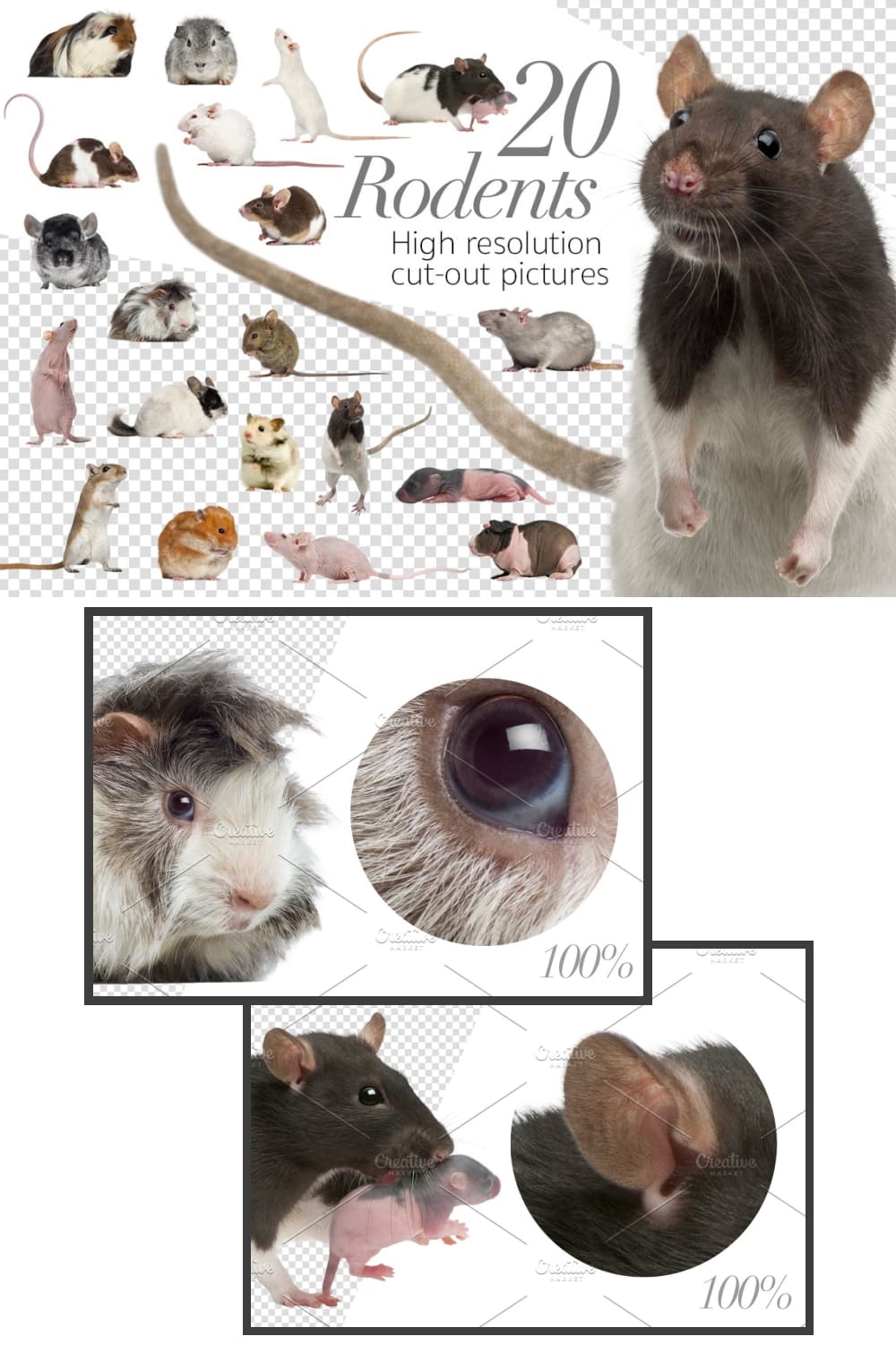 Rodents cut out pictures of pinterest.