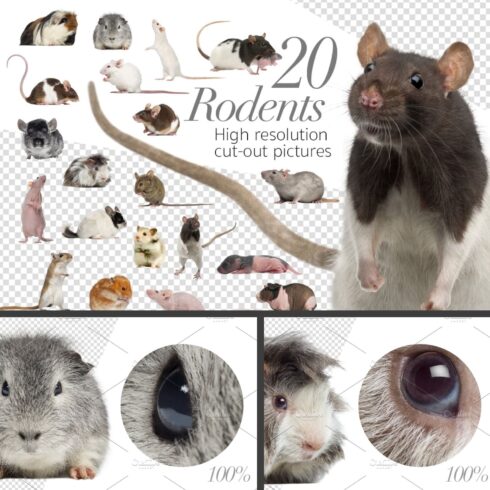 Rodents cut out pictures prints of.