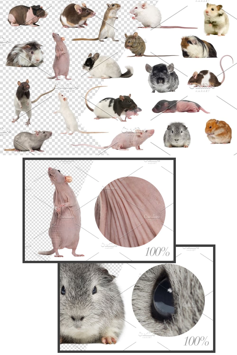 Preview of different mice by the color of the six and other.