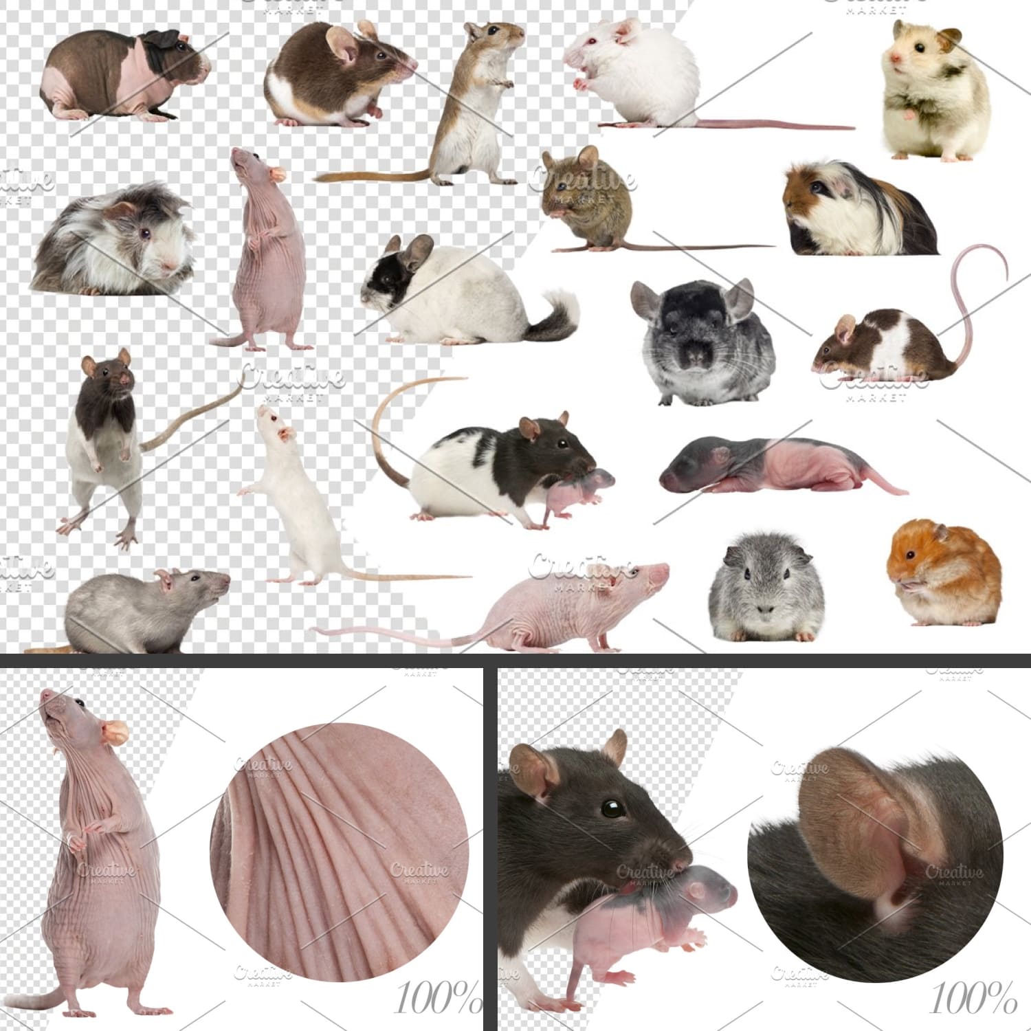 Preview rodents cut out pictures.