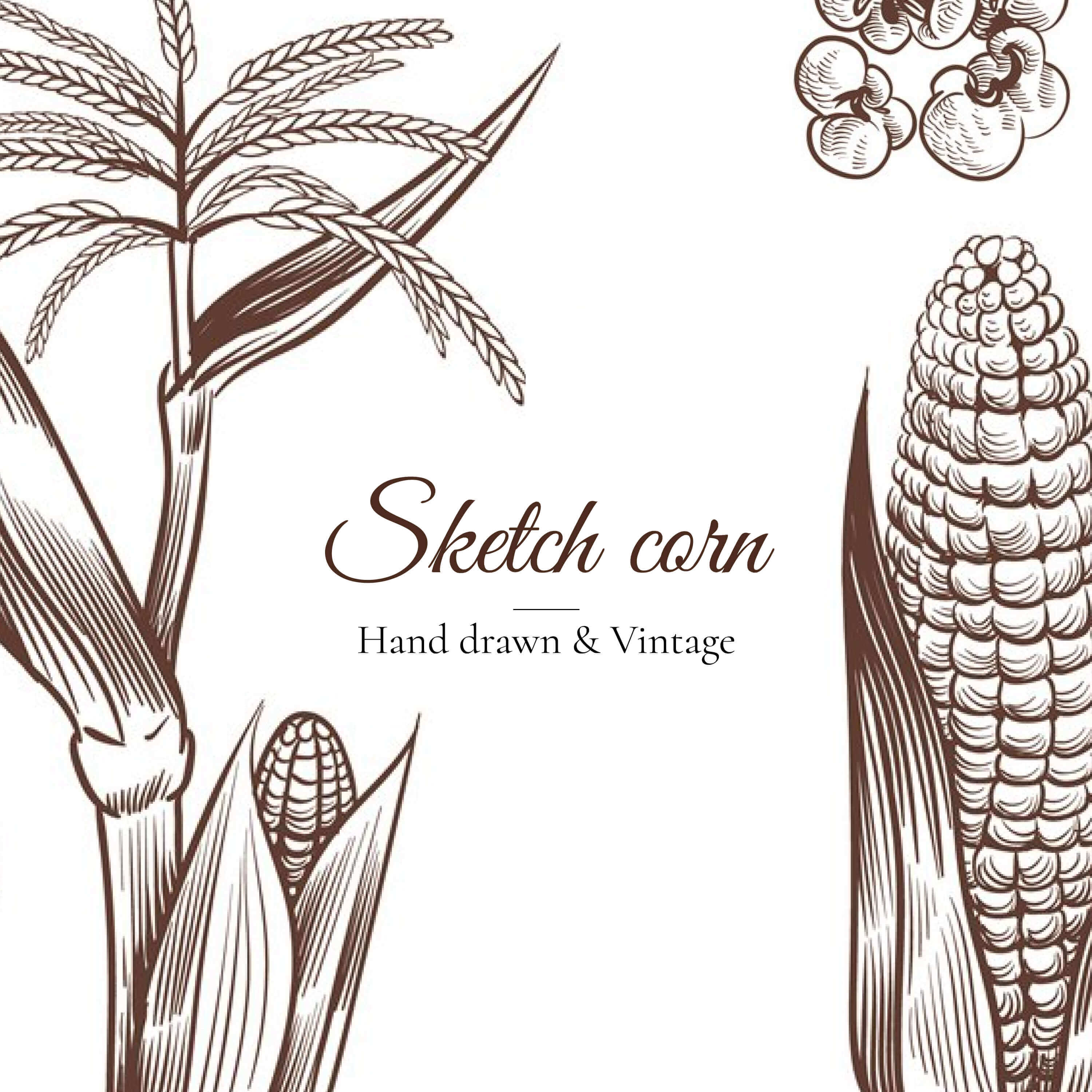 Vintage image of a corn plant.