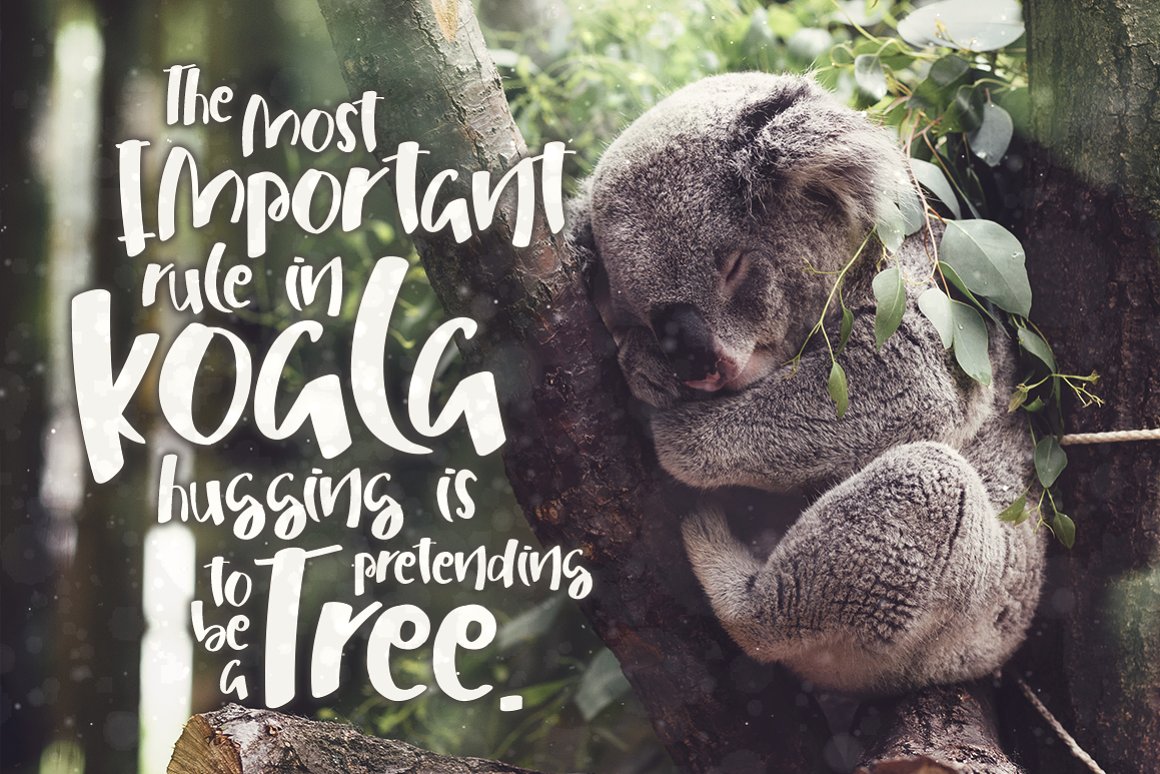 Image of koala and font.