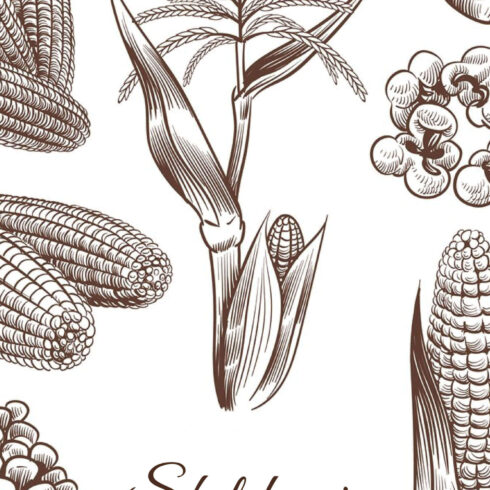 Sketch Corn. Hand Drawn Vintage Drawing Cereal Plants Agricu | Master ...