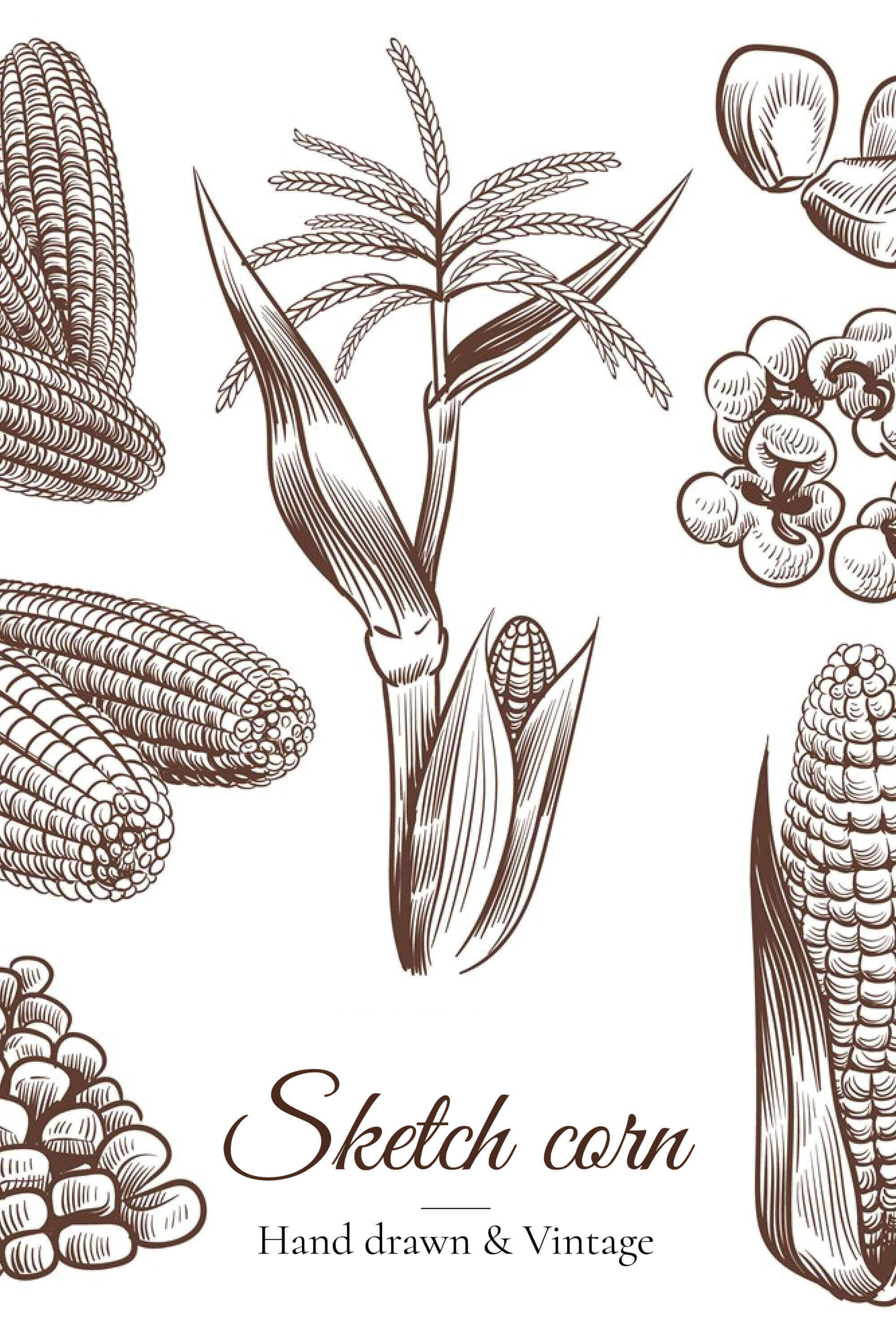 Vintage image of corn on a white background.