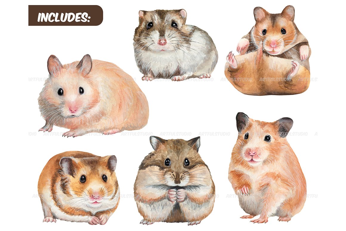 Images of guinea pigs.