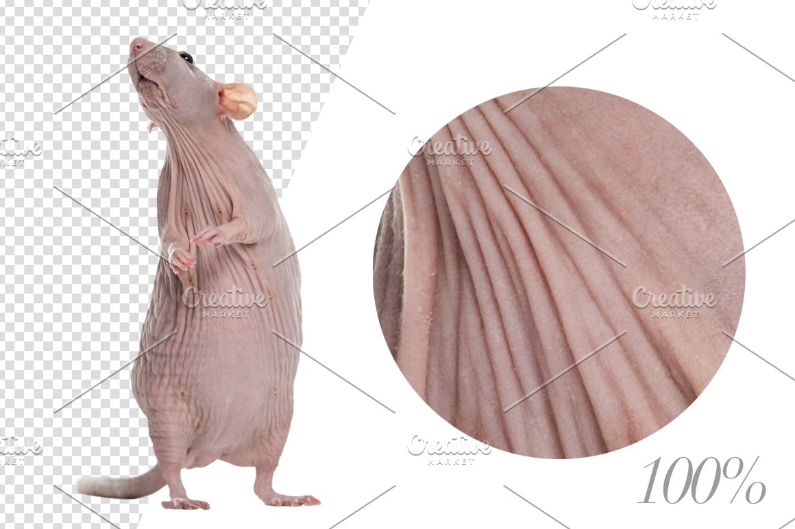 Bald mouse, skin image.