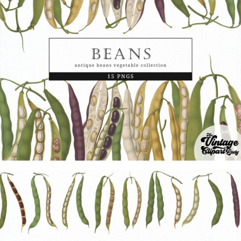 Prints of beans vintage vegetable botanical clip art.
