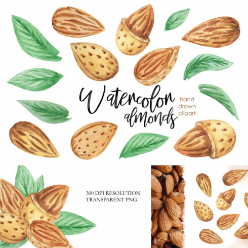 Watercolor almonds nuts clipart.