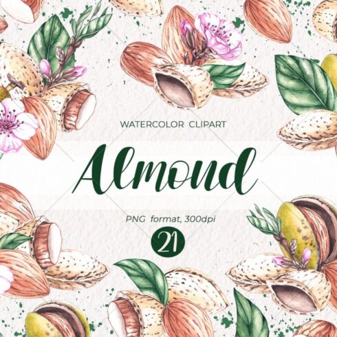 Watercolor almond, watercolor clipart PNG, first picture 1100x1100.