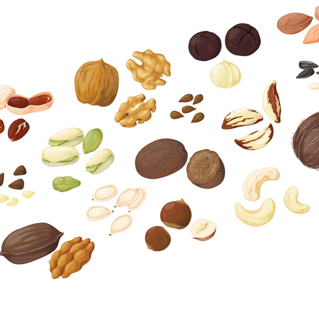 Almonds, walnuts, coconut and other nuts are drawn as a cartoon.