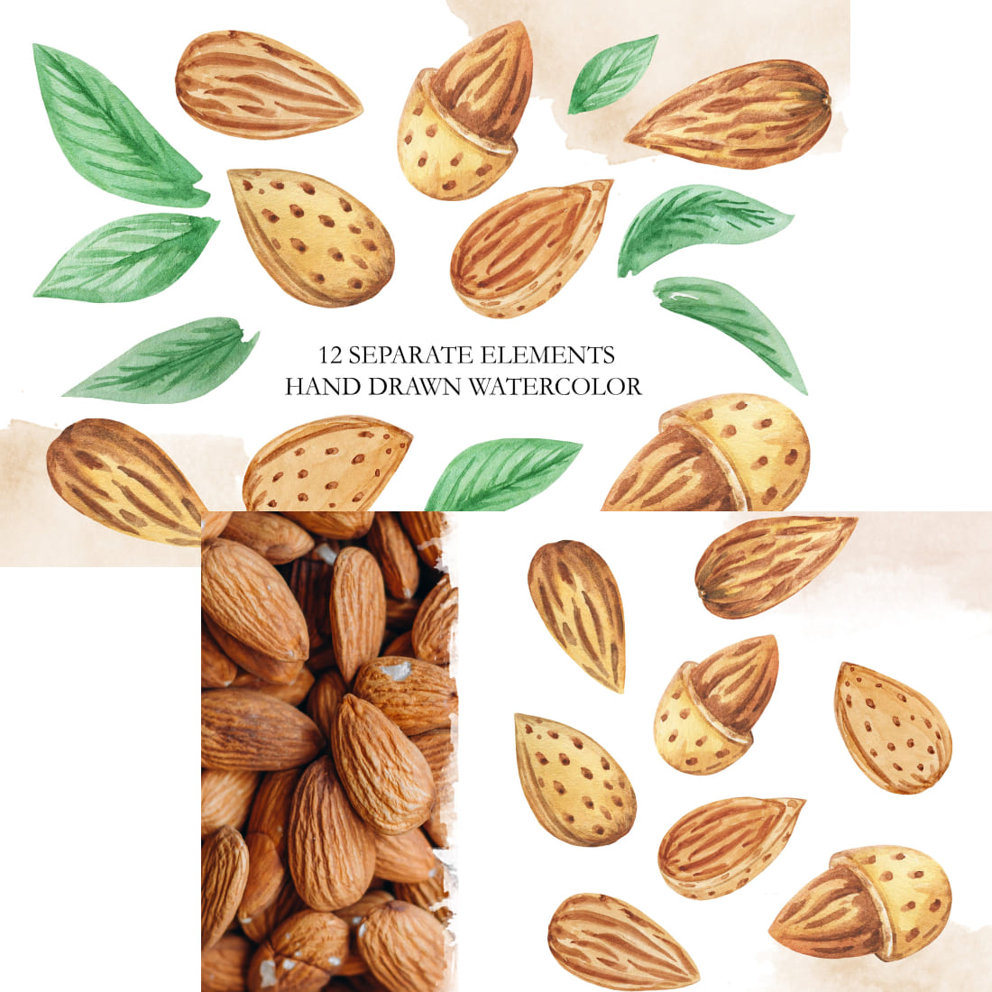 Realistic image of almond and painted almond watercolor.