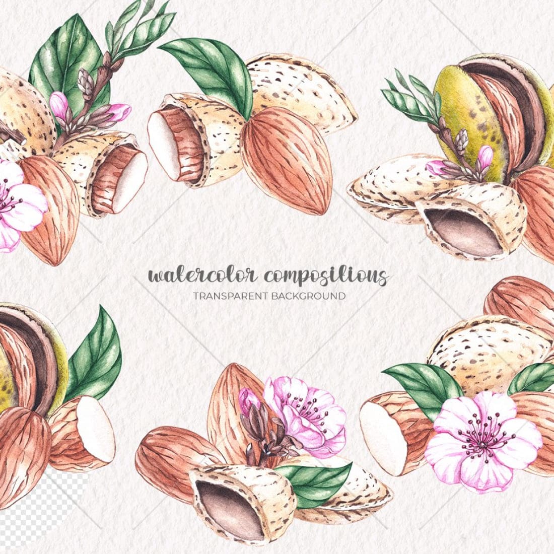 Watercolor almond, watercolor clipart PNG, second picture 1100x1100.