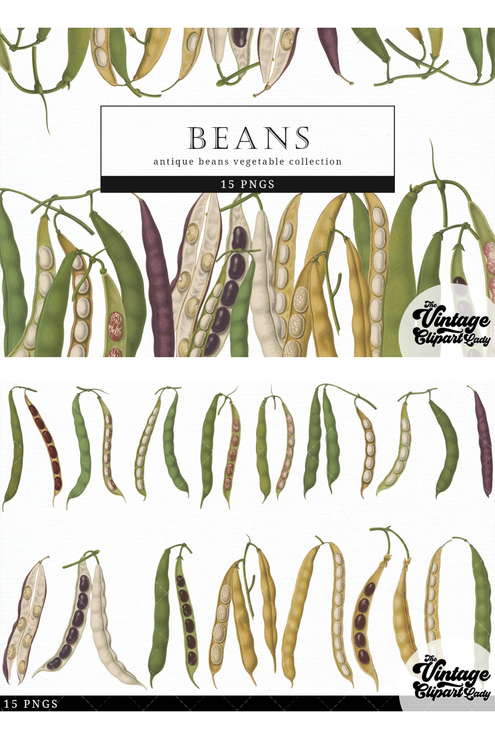 Beans vintage vegetable botanical clip art images of pinterest.
