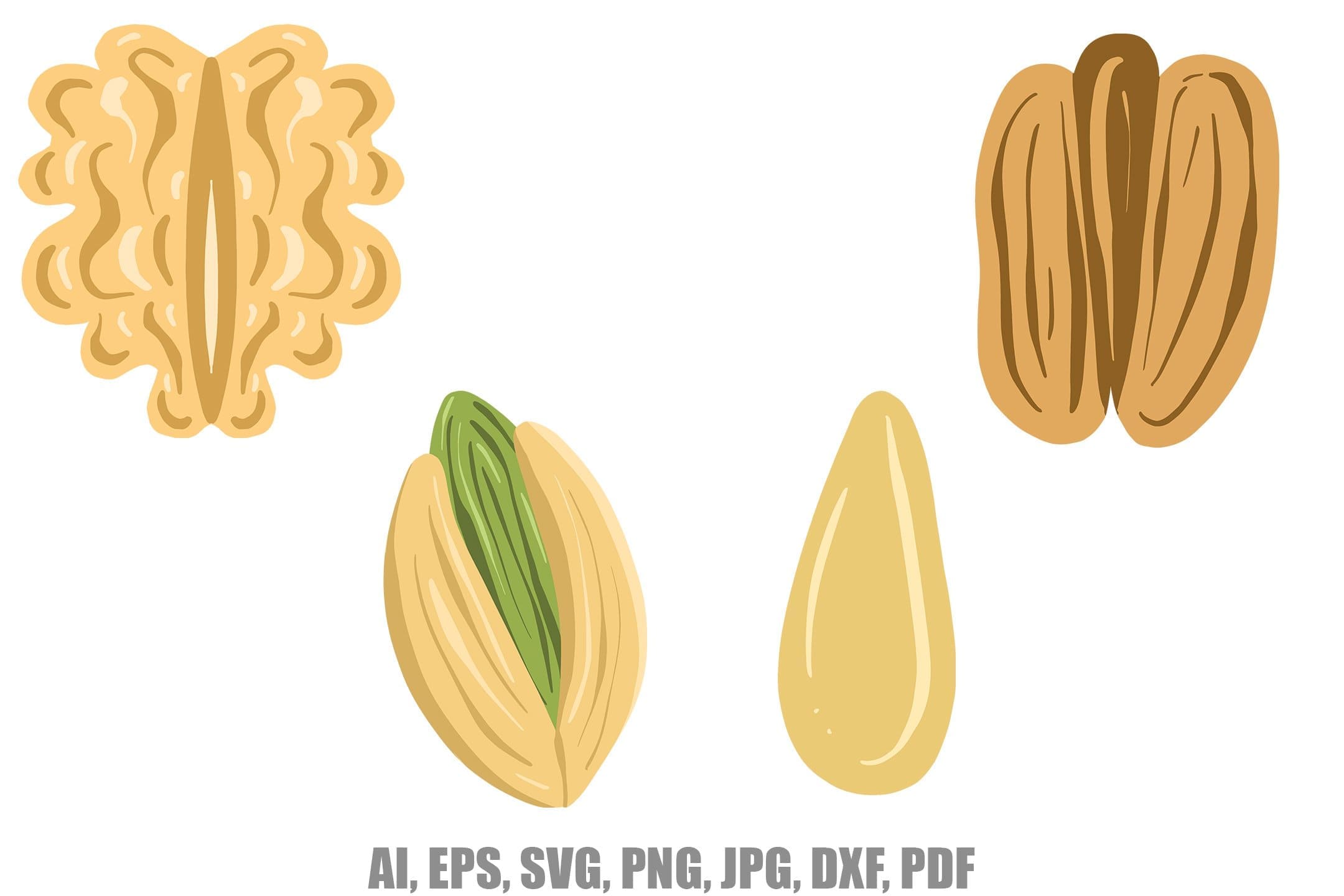 Collection of illustrations of nuts and seeds: peanut, walnut, Brazil nut, pistachio.