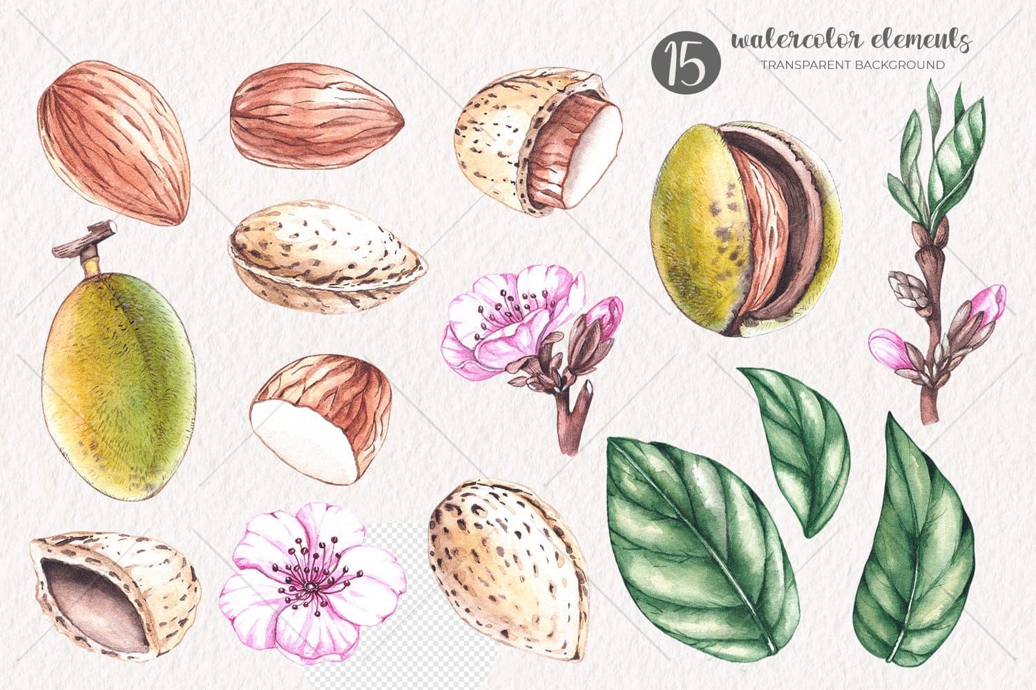 15 Almond Watercolor elements.