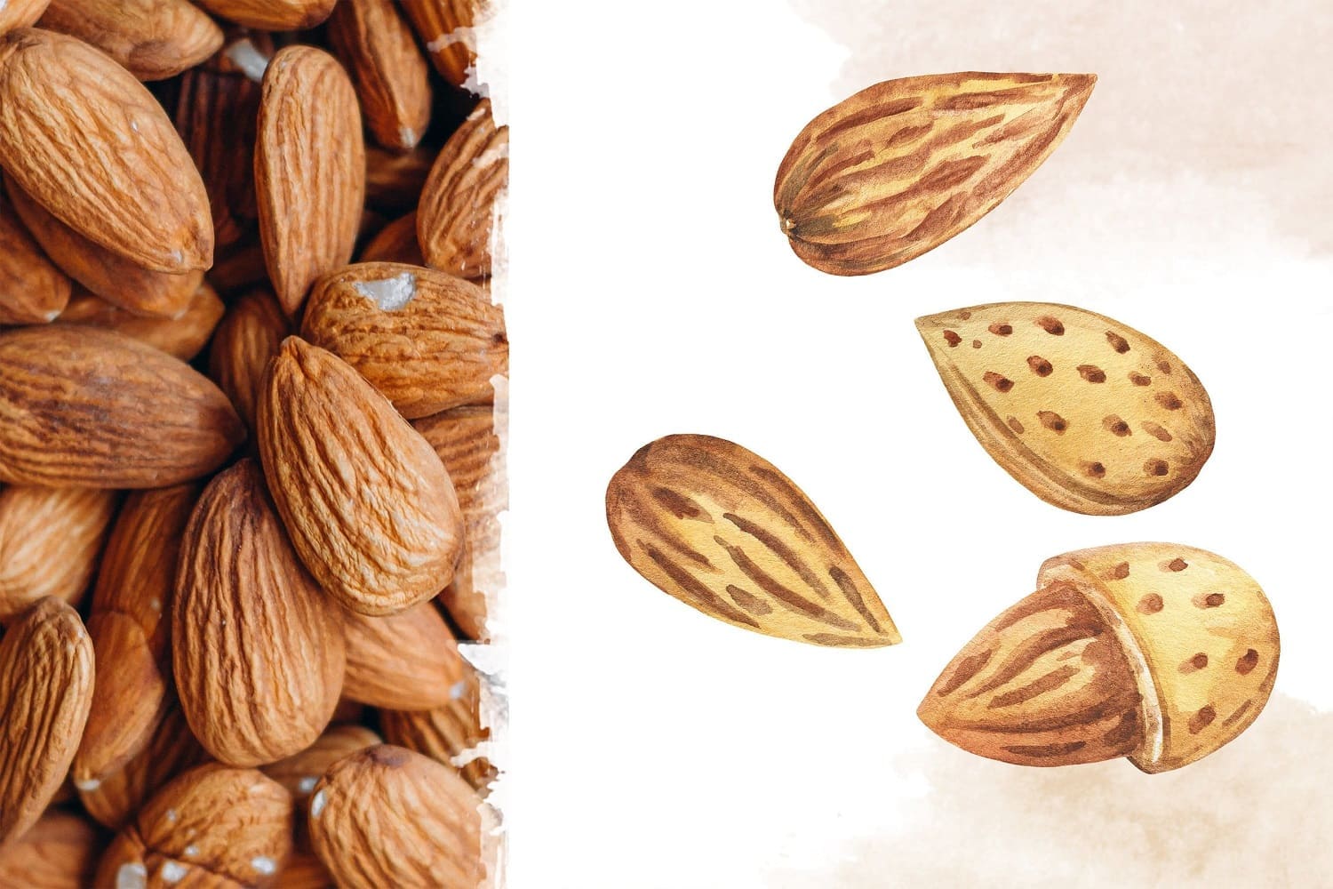 Almond nuts close-up.