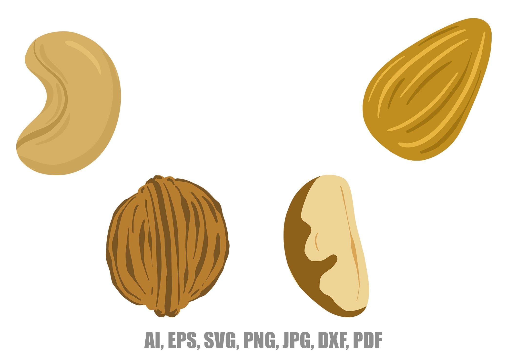 Collection of illustrations of nuts: cashew, walnut, Brazil nut, pecan.