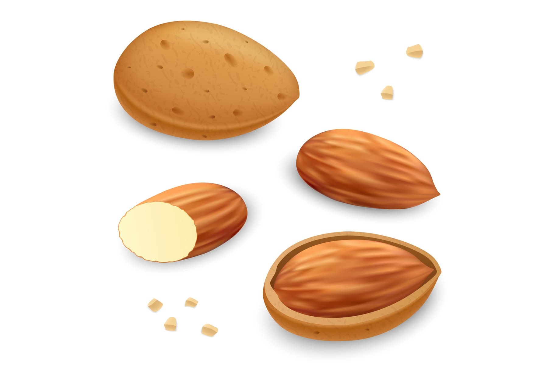 Realistic image of an almond.