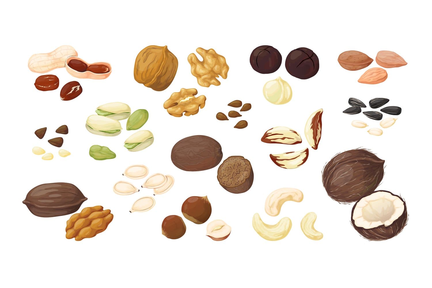 Cartoon nuts are drawn in realistic colors.