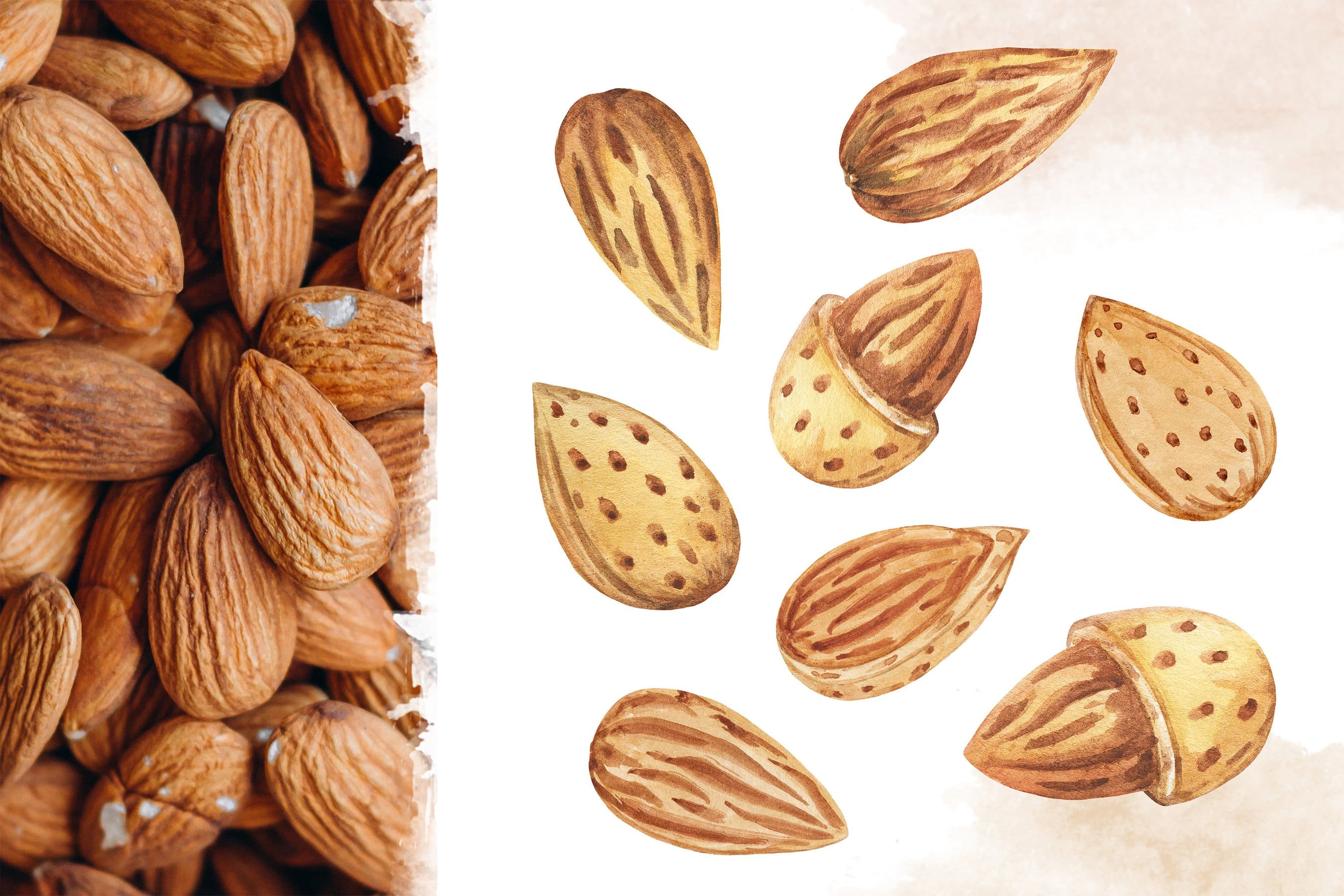 12 separate elements of watercolor painted almond grains.