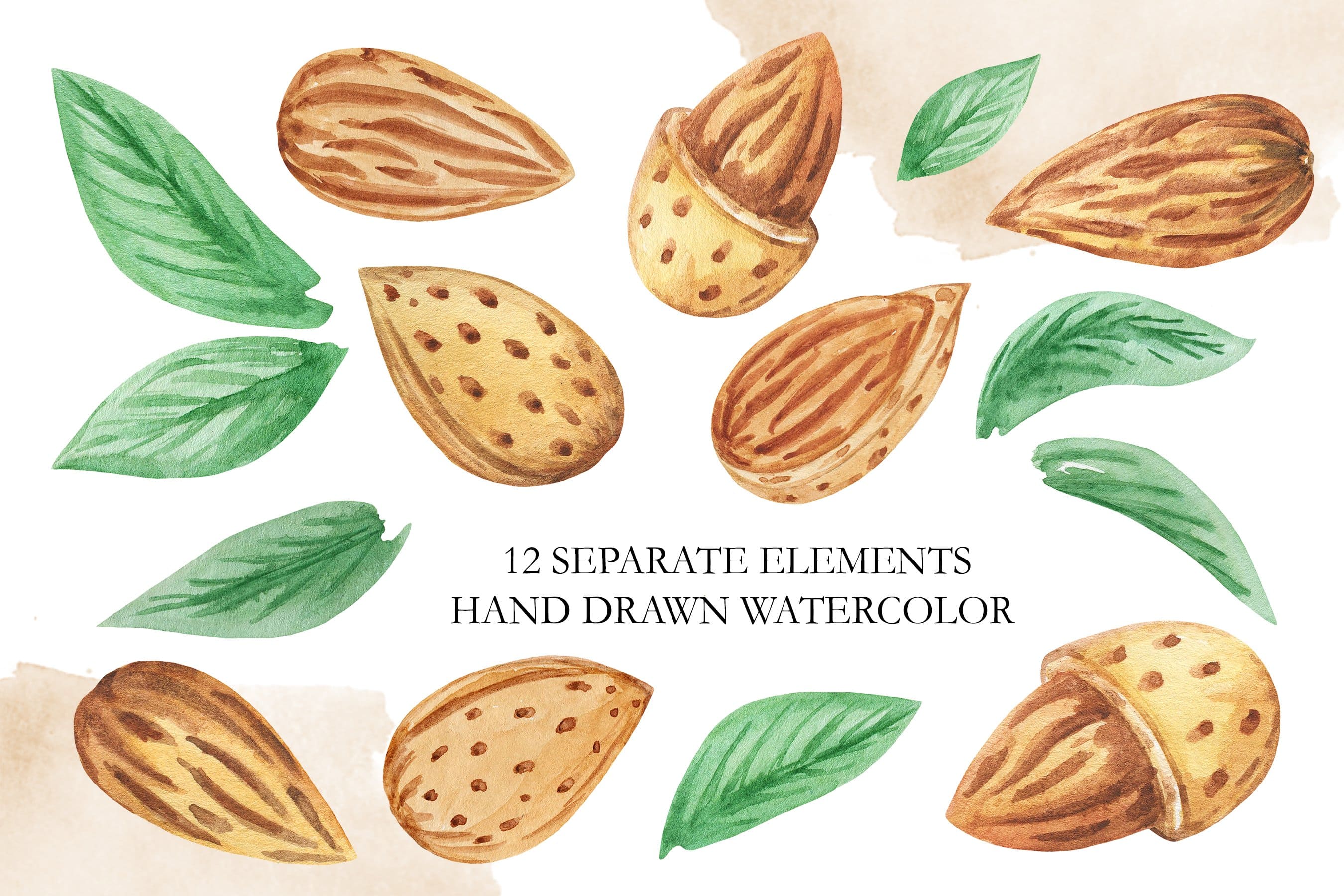 Almond leaves and its grains are painted in watercolor on a white background.