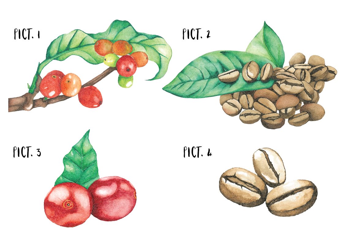 Various images of cocoa beans.