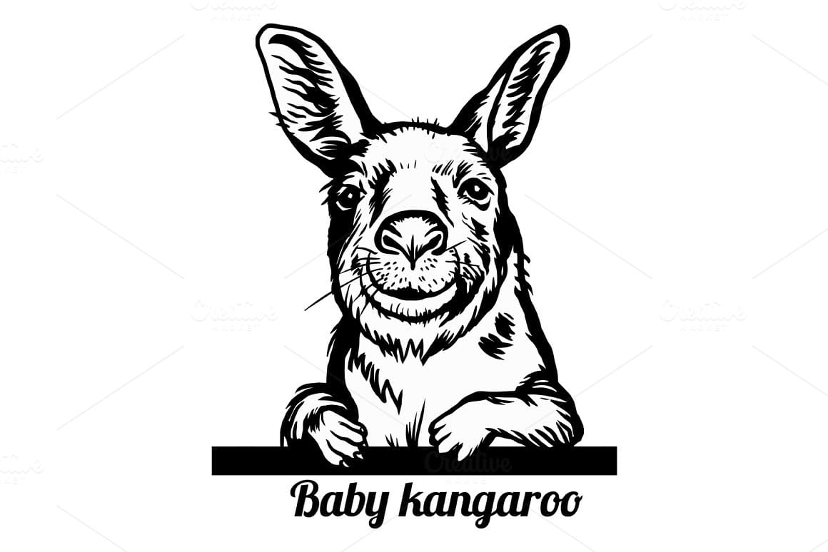 Baby Kangaroo preview.