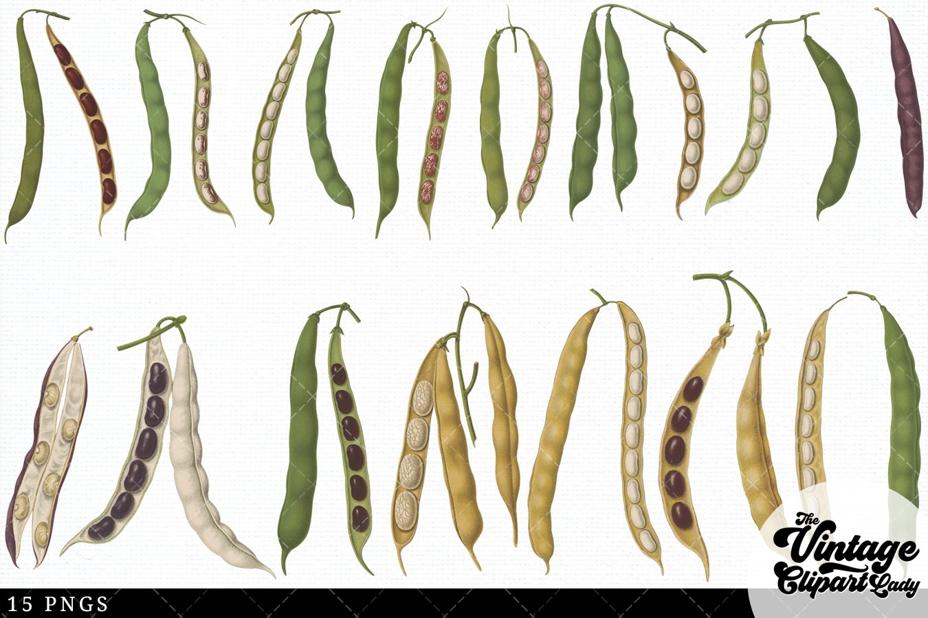 Various images of beans.