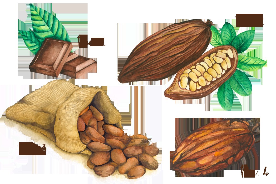 Various variants of images of cocoa beans.