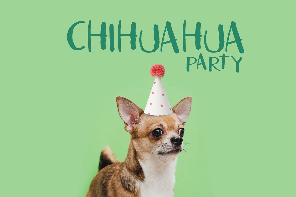 Holiday chihuahua hua on a green background.