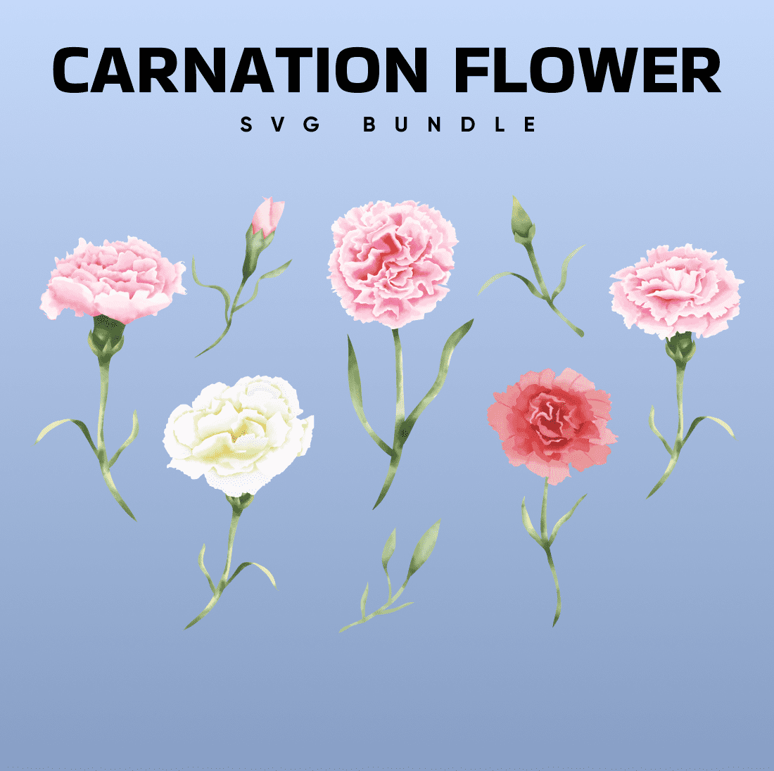 Realistic carnations are drawn on a blue background.
