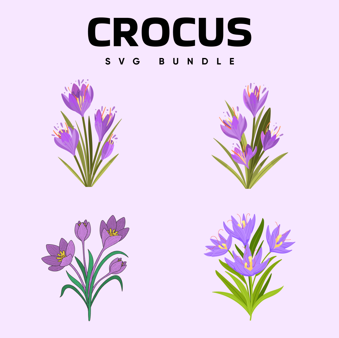 Purple crocus bundle.