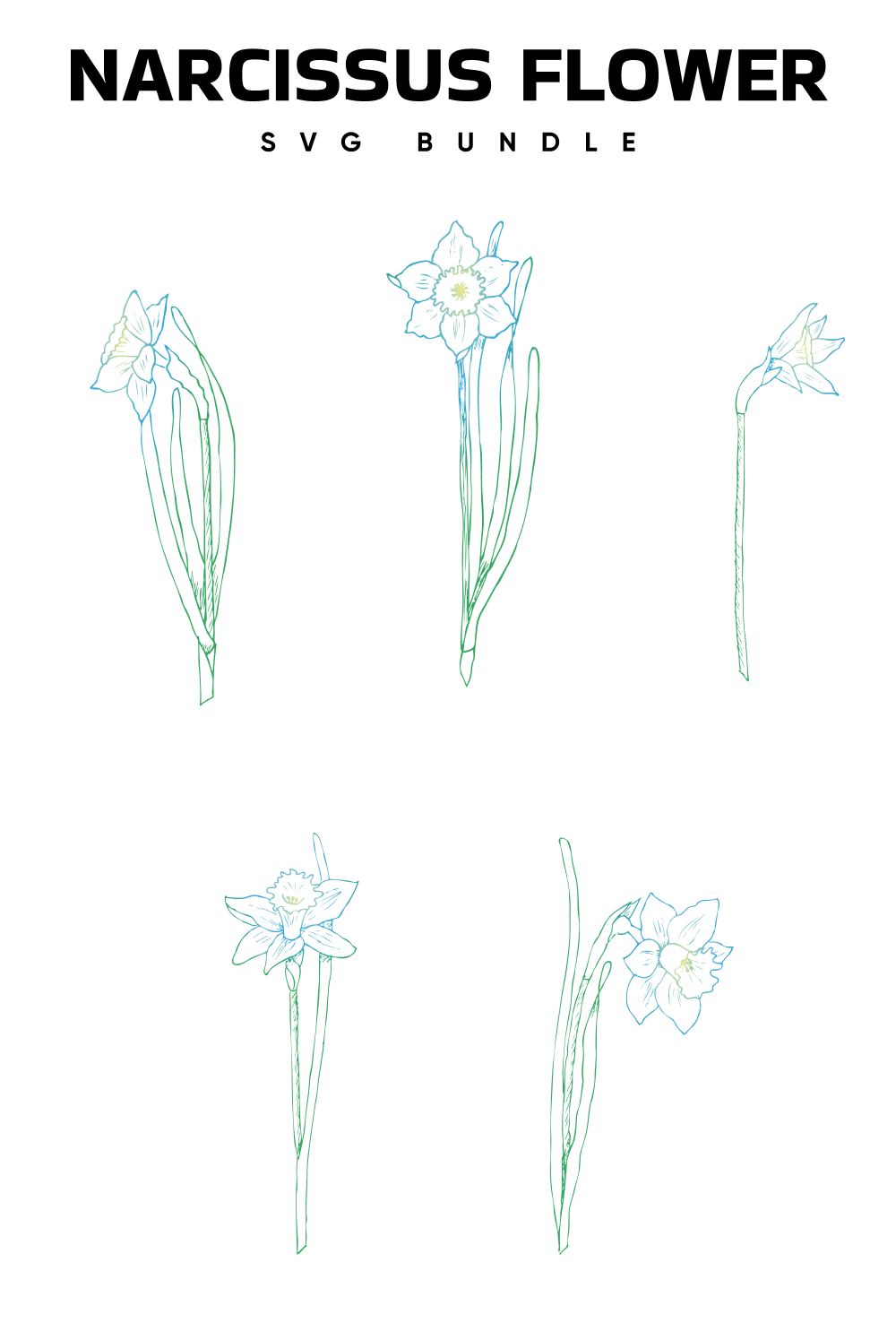 Pinterest illustrations of narcissus flower bundle.