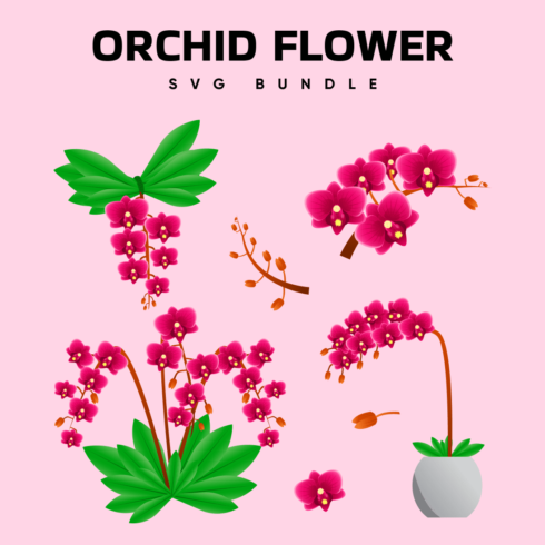 Orchid Flower SVG.