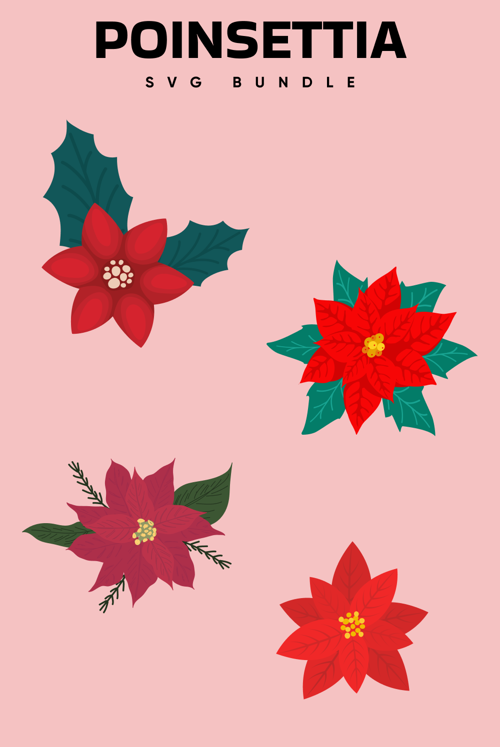 Pinterest illustrations of poinsettia bundle.