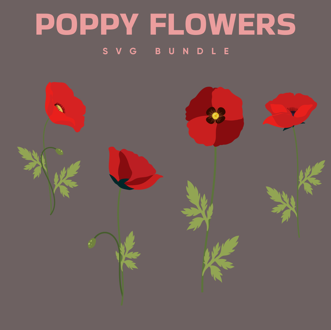 Illustrations of poppy flowers bundle.