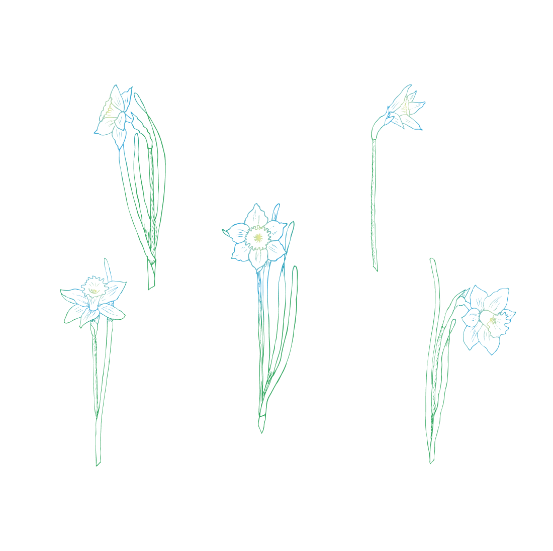 Images with narcissus flower bundle.