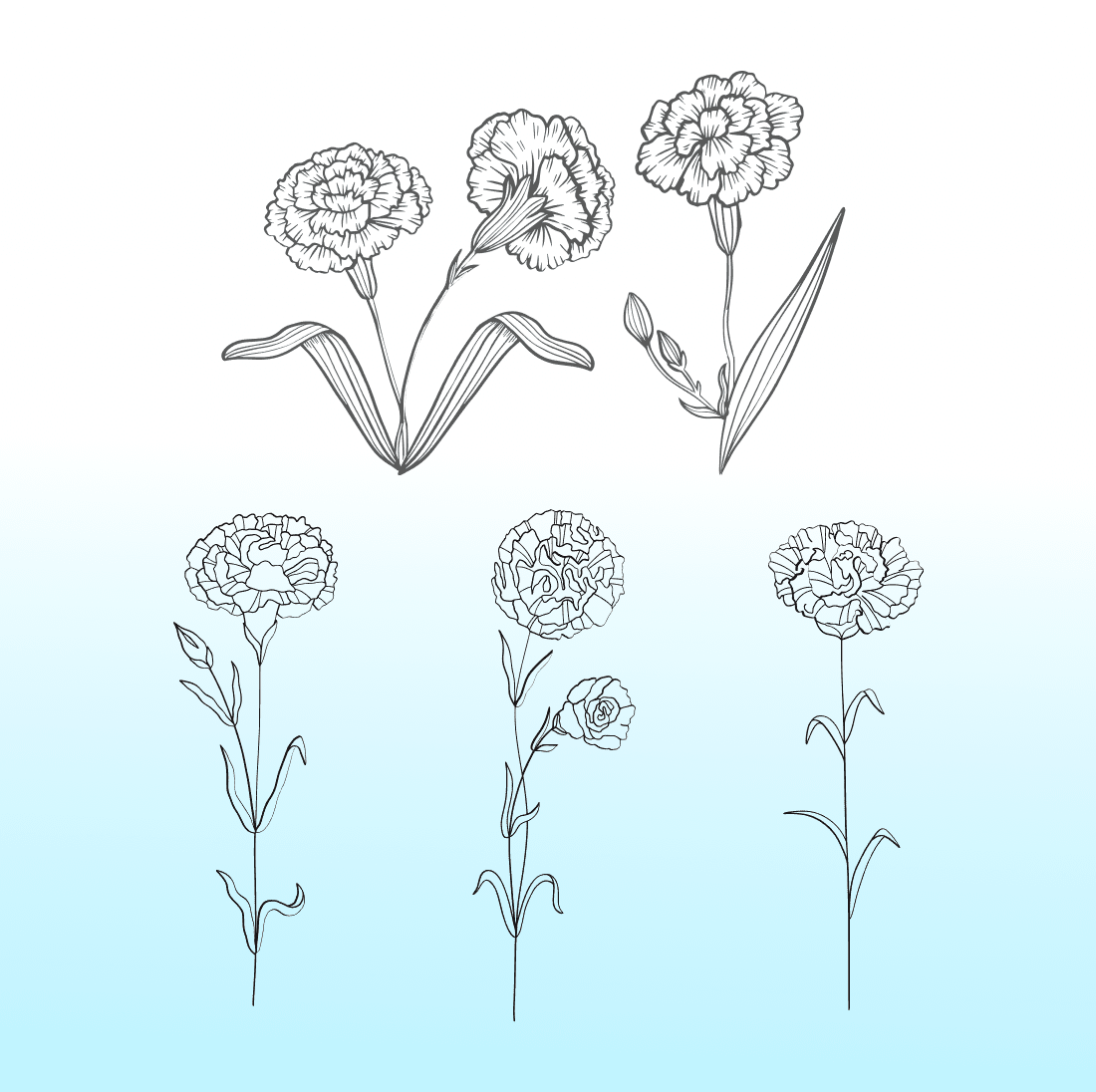 Outline of a carnation flower on a white and blue background.